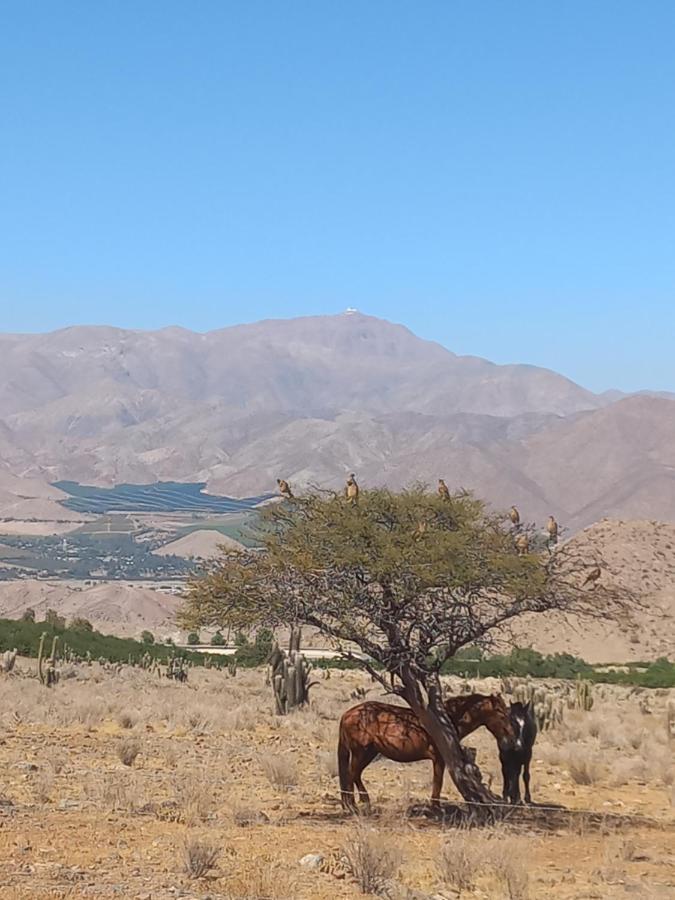 Campo De Cielo Mamalluca Valle De Elqui Vicuña Exterior foto